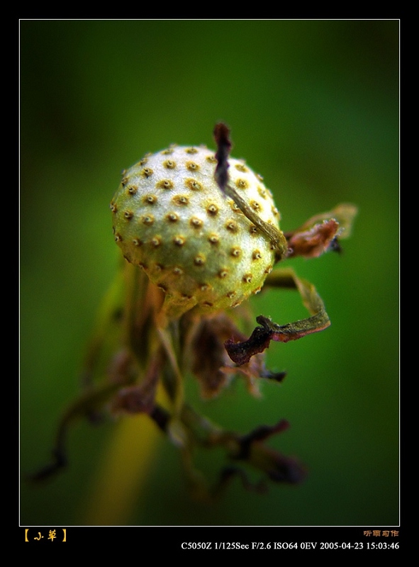 小草 摄影 老听雨