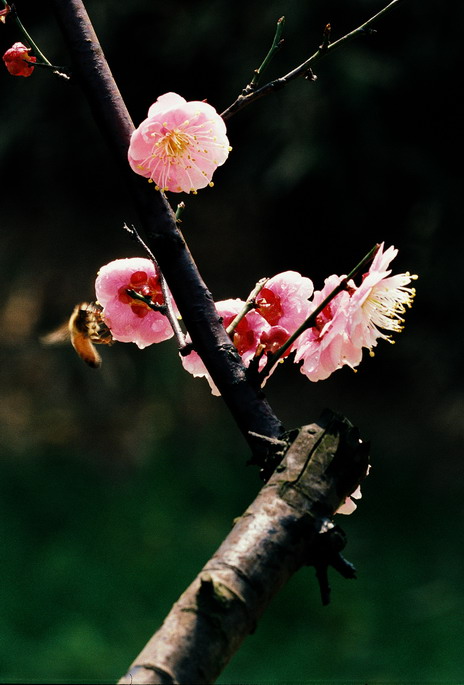 梅花一弄 摄影 背靠背