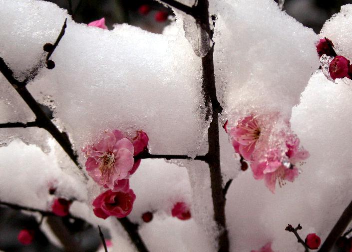 雪梅图 摄影 梅花