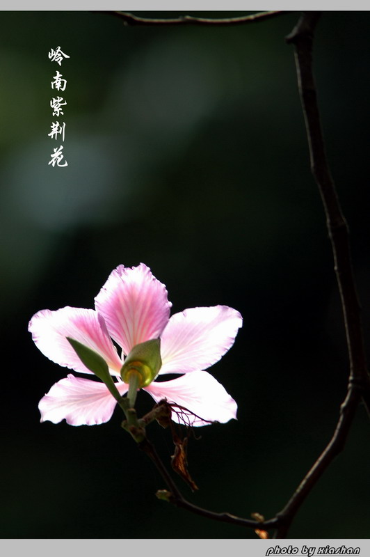 岭南紫荆花 摄影 峡山