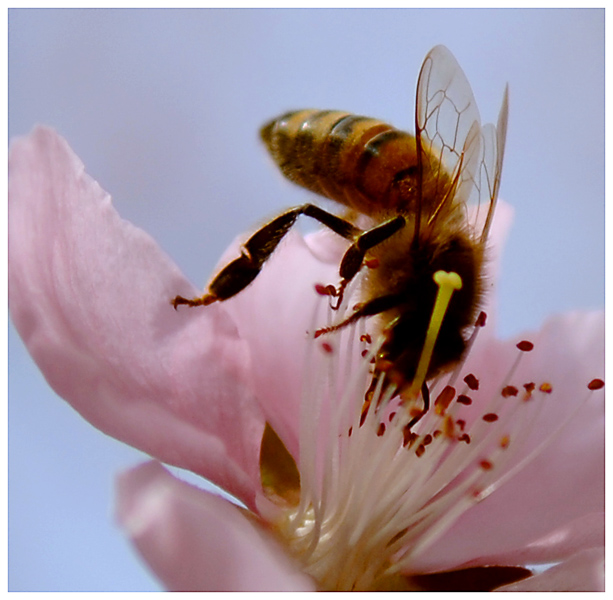 蜜 蜂 摄影 帕瓦龙