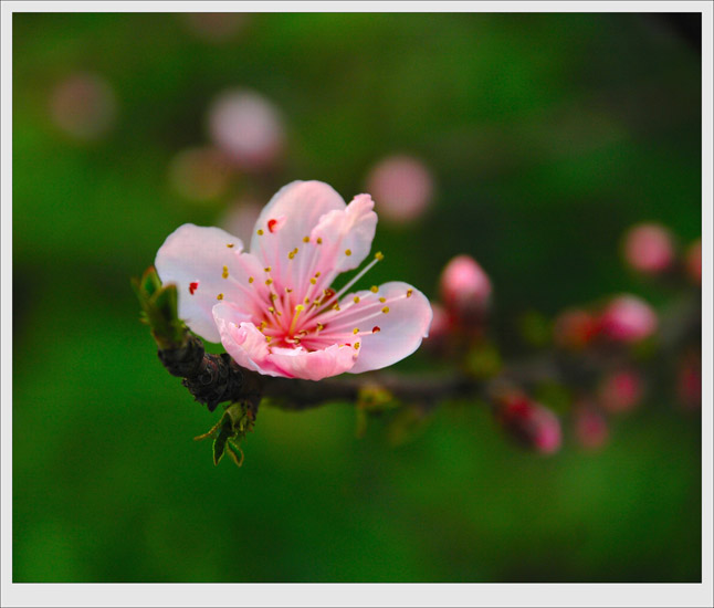 桃花 摄影 九点差一刻