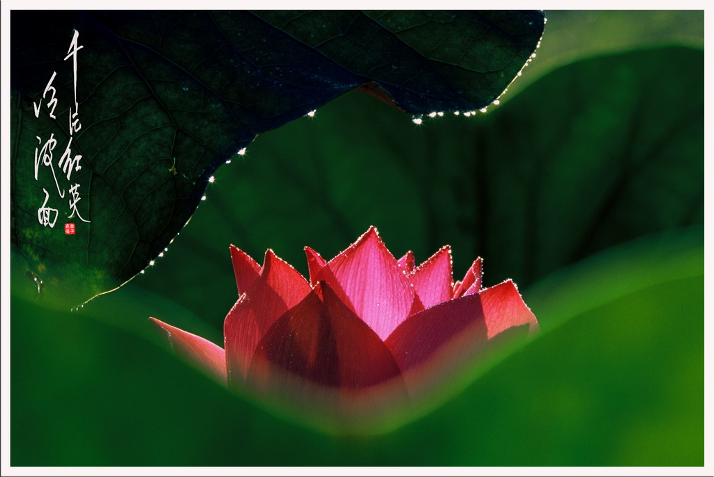 Lotus # 6 摄影 chookia