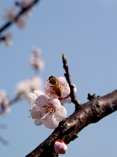 梅花点点天地春 摄影 xueyang