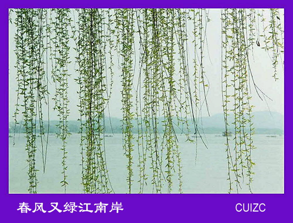 春风又绿江南岸 摄影 cuizc