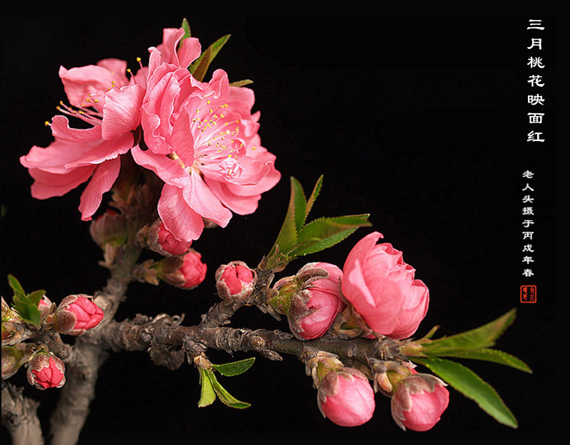 《三月桃花映面红》 摄影 老人头