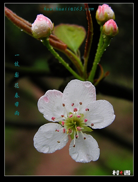 一枝梨花春带雨 摄影 村之書