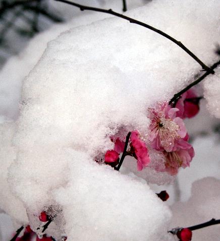 雪梅图 摄影 梅花