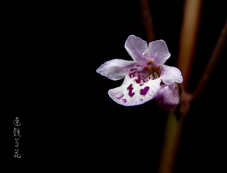 连钱草花 摄影 帮个人场