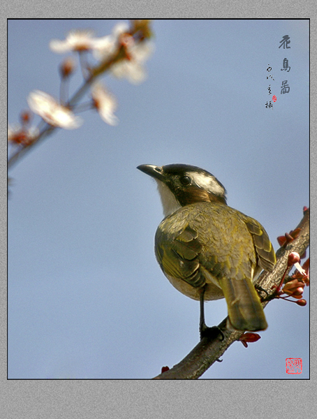 白头翁 摄影 pigeon