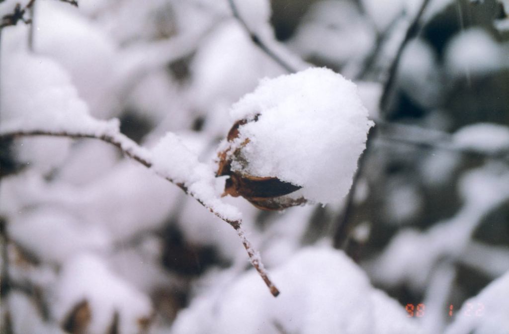 瑞雪兆丰年 摄影 光影先生