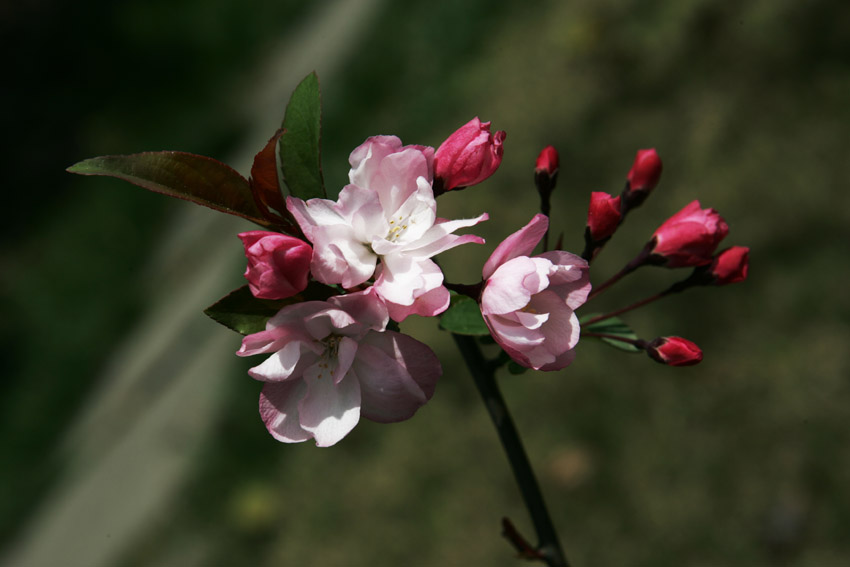 花卉 摄影 jieyisun