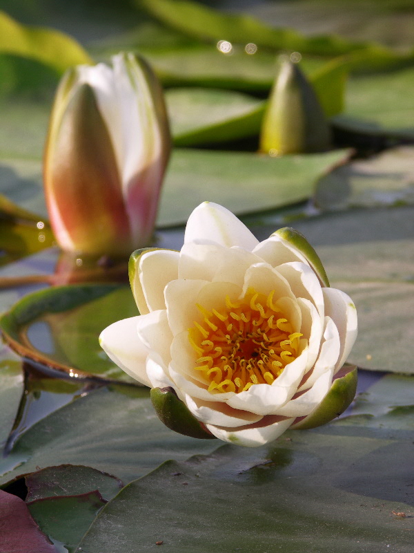 出水芙蓉 摄影 吃色者