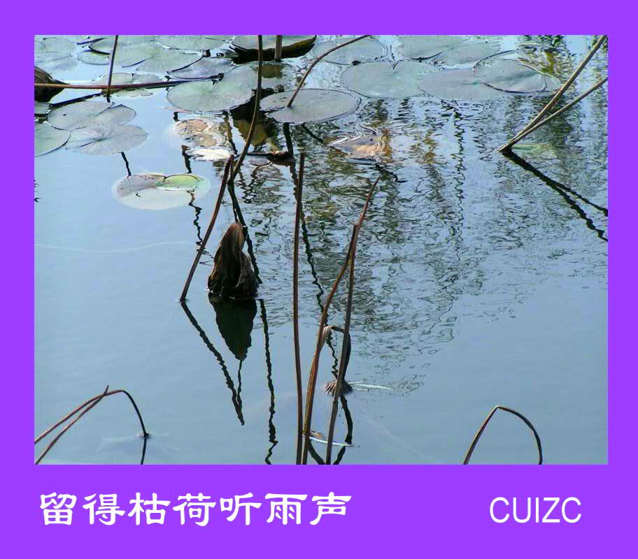 留得枯荷听雨声 摄影 cuizc