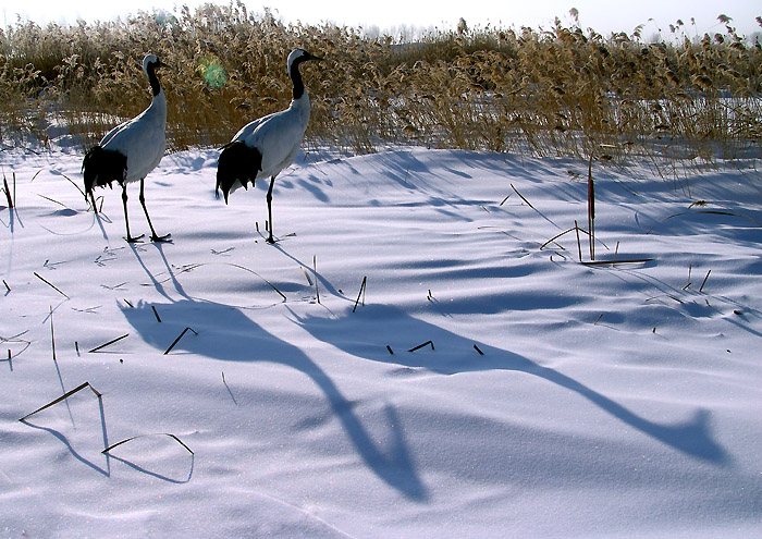 沃雪祥鹤 摄影 华溪野夫