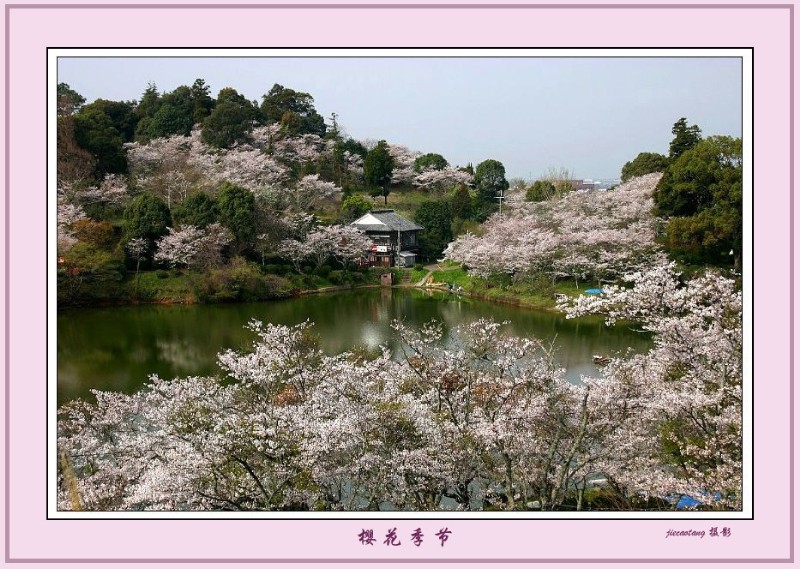 樱花季节 摄影 结草堂