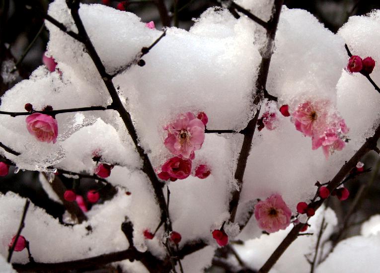 雪梅图 摄影 梅花