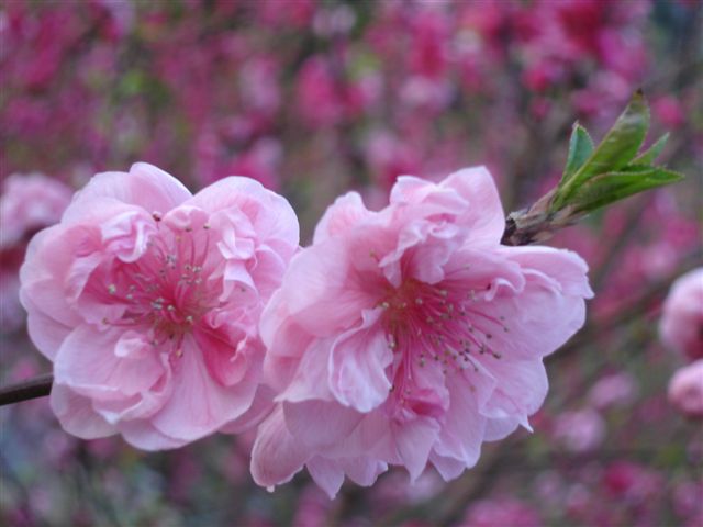 春赏桃花 摄影 彩云朵朵