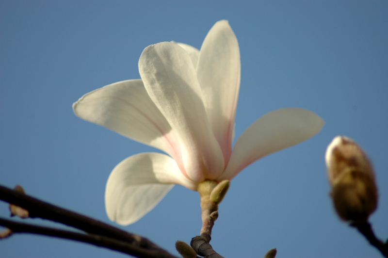 玉兰花 摄影 fuyi