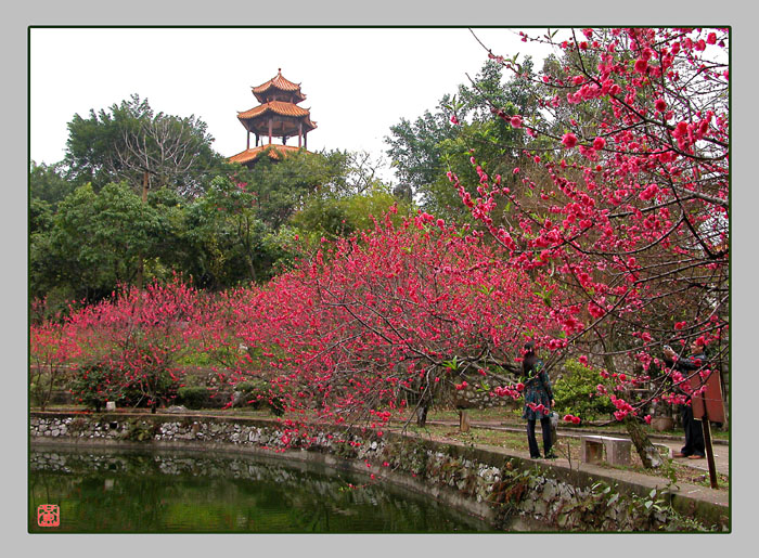 又到春暖花开时 摄影 镜光大道