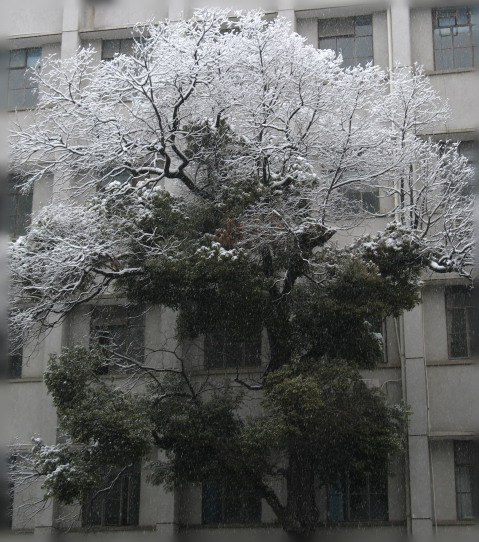 大雪压青松 摄影 小丫子