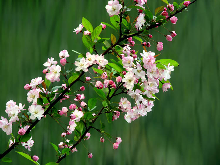 《小花》 摄影 金鸿飞