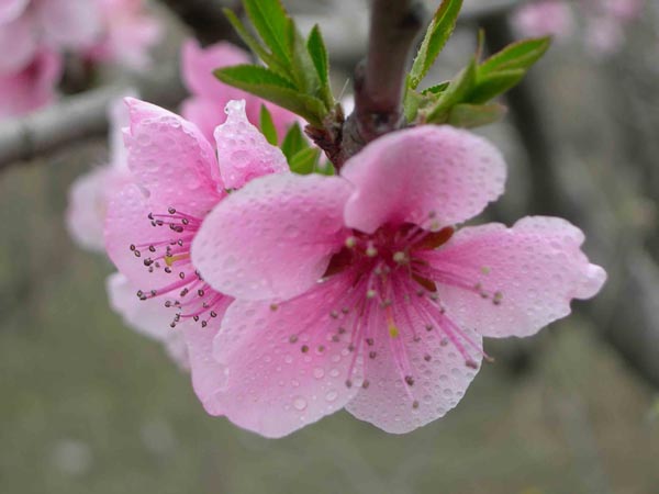 挑花1 摄影 新君