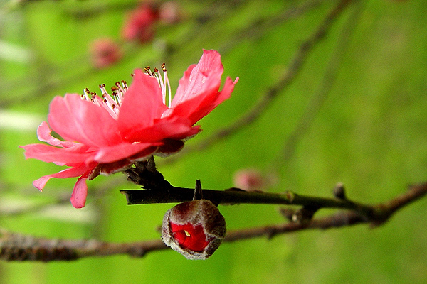 迎春桃花 摄影 老AO