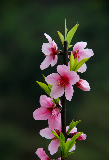 桃花竟艳节节高 摄影 风光在险峰