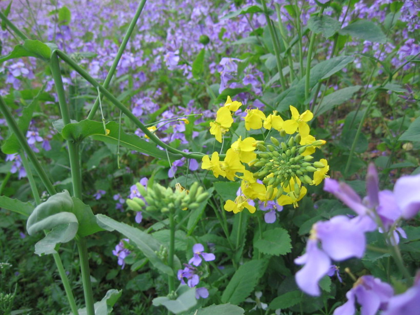 油菜花 摄影 逸鹤