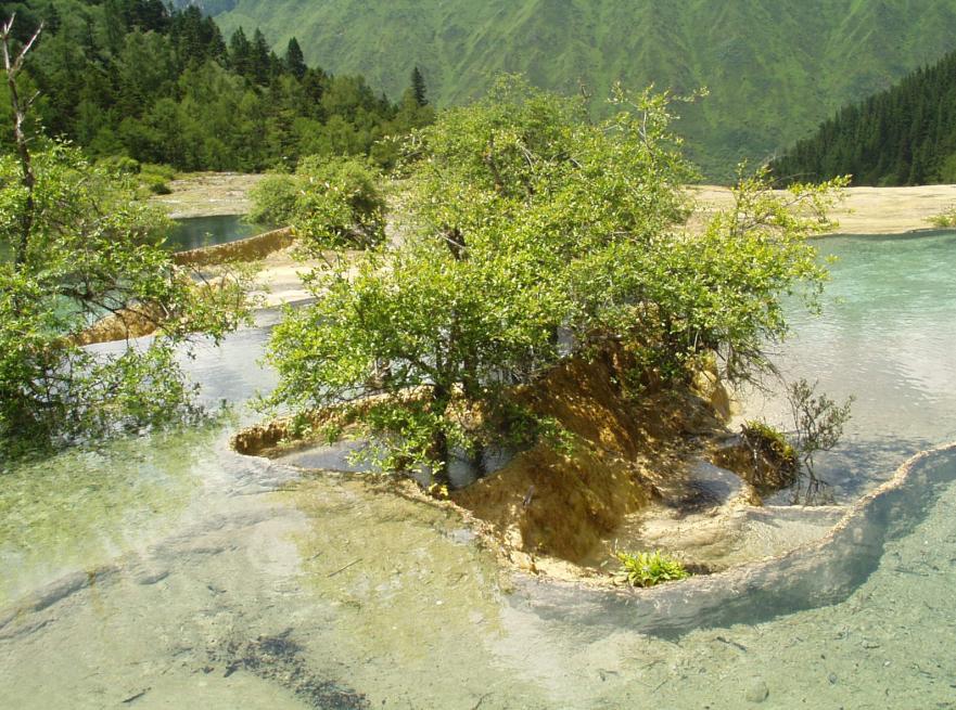 水中之树 摄影 马鞍山人