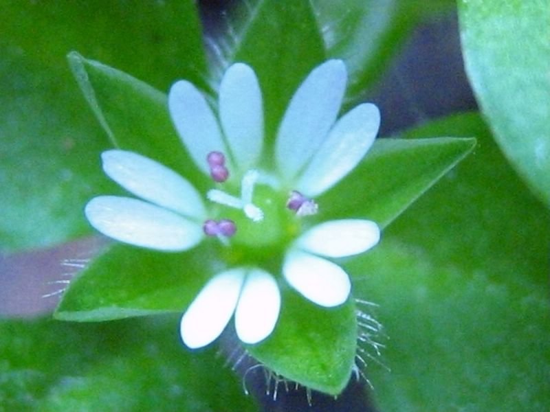 不知名小花 摄影 小米虾