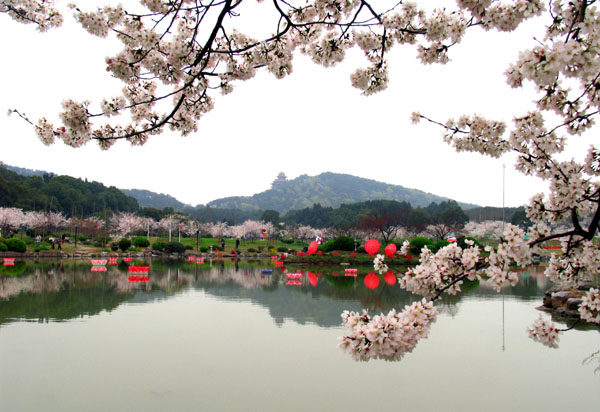 待到樱花浪漫时 摄影 丁波