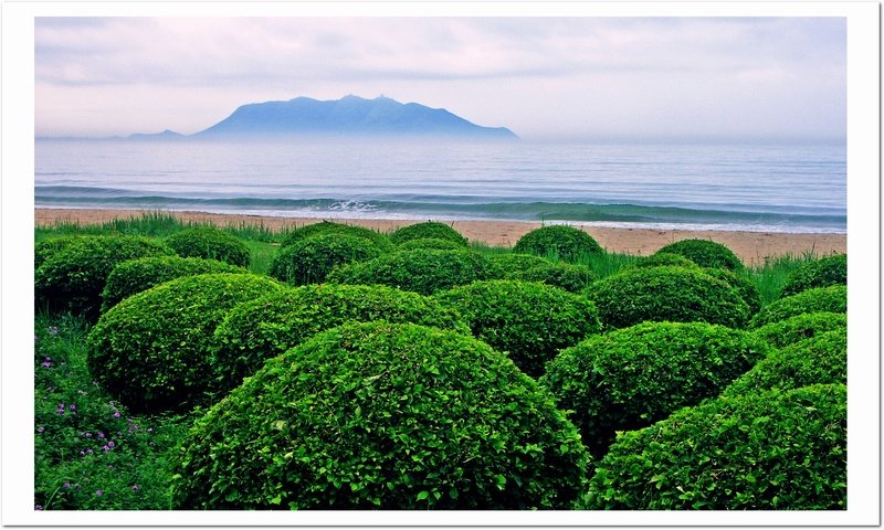 海边的植物 摄影 12色