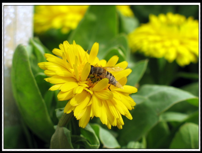 a bee 摄影 江汉路滴色色