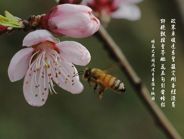 蜂花恋 摄影 九点差一刻