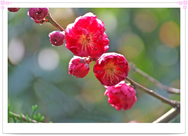 映日桃花别样红 摄影 莫愁