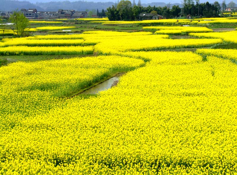 田园风光 摄影 勇哥