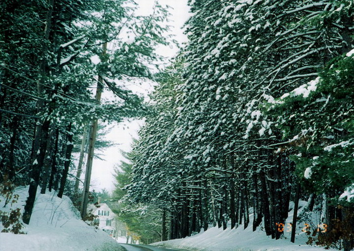 雪压青松 摄影 人未老