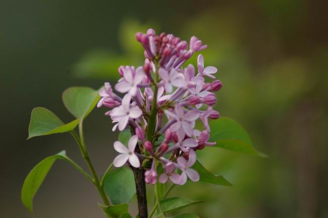 小花 摄影 绚丽阳光