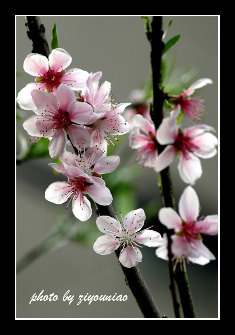 桃花 摄影 ziyouniao