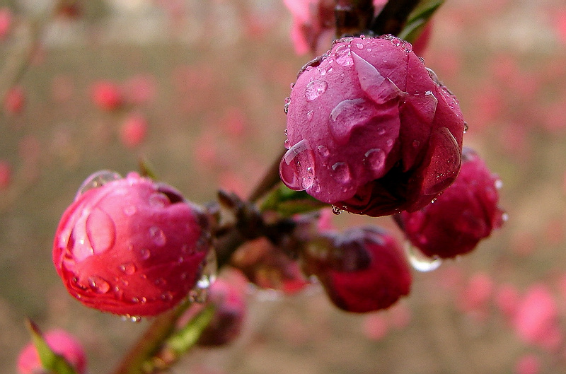 雨后花蕾 摄影 想乐