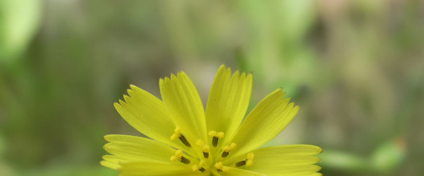 小黄花儿 摄影 benvorlence