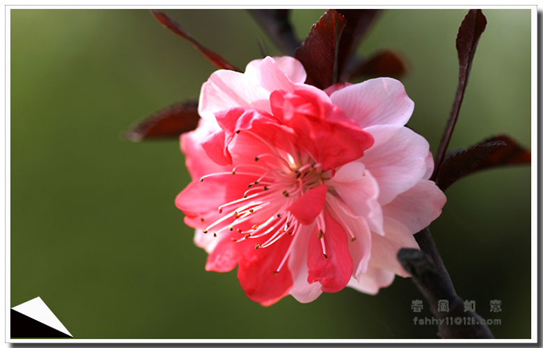 桃花 摄影 春风如意