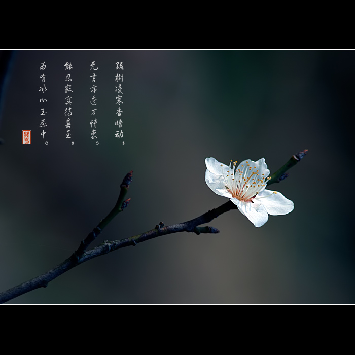 咏梅 摄影 闻雪