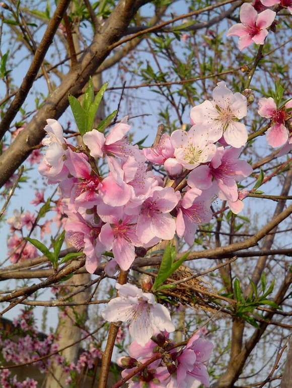 阳春三月桃花开 摄影 三叶