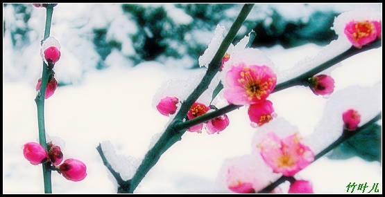 傲雪的红梅 摄影 竹叶儿