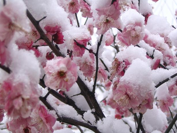 雪花 摄影 山里娃