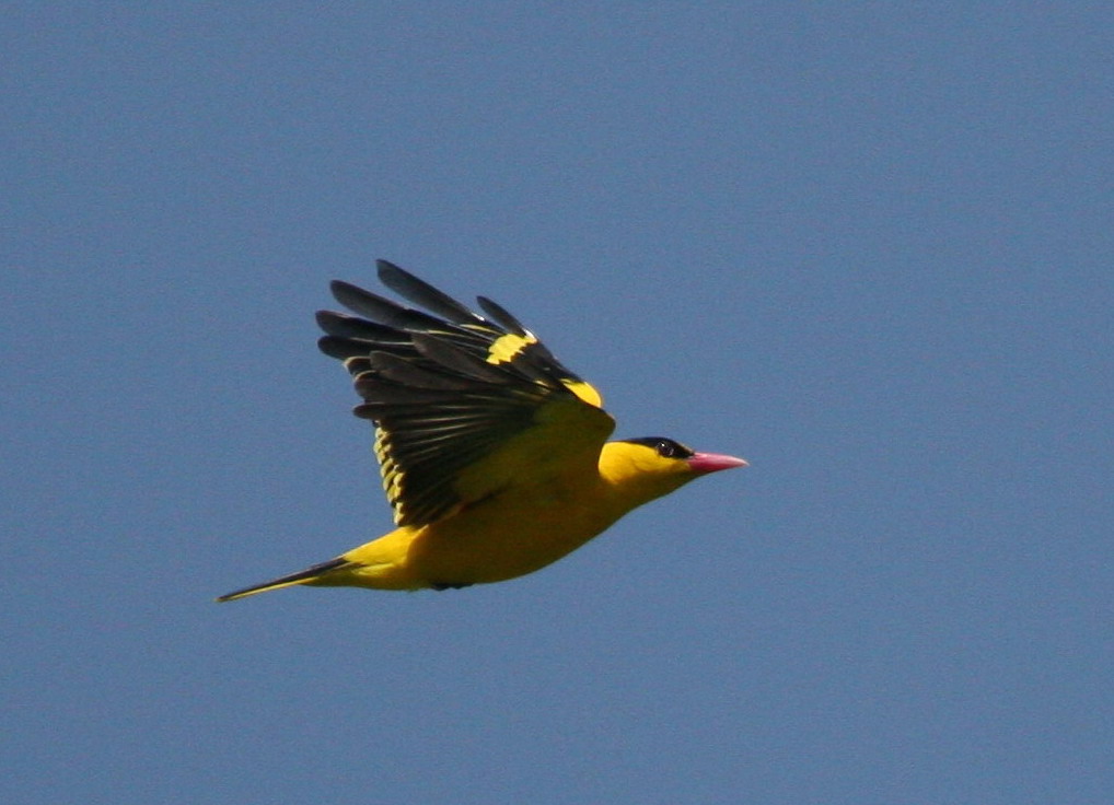 黑枕黄鹂 摄影 shenzhenbee