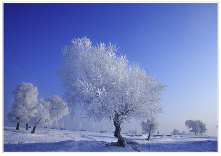 雾凇 摄影 冰雪情